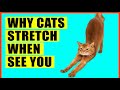 Why Cats Stretch When They See You?