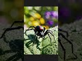 Inspecciona bien los lugares de la casa donde puedes encontrarla 🕷️🕸️ #debessaberloydifundir