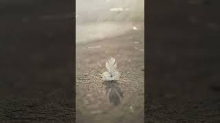 A solitary feather lies on the pavement, the soft morning light revealing its delicate details.