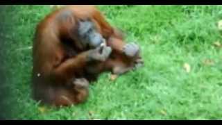 Si̇gara Ti̇ryaki̇si̇ Orangutana