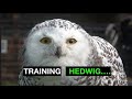 Training hedwig the Imprint snowyowls and owls for falconry.