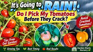 Rain Coming? Pick Tomatoes Before They Crack? Best Crack-Resistant Varieties