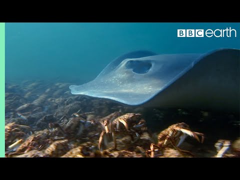 Video: Blue Planet Aquarium, Singapur WAF Ödülünü Kazandı