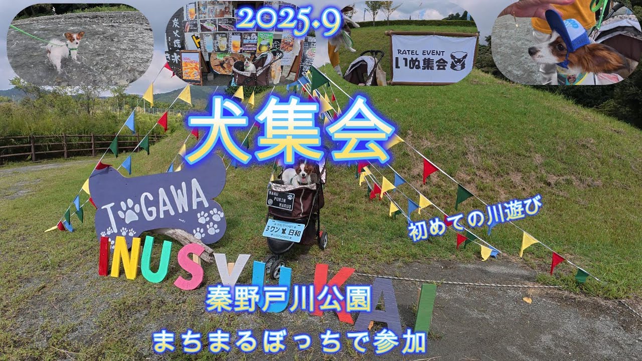 まちまるぼっちで犬集会行きました！初めて川遊びもしたまちまる。