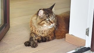 видео: ПЕНСИОННАЯ РЕФОРМА по АВСТРИЙСКИ. СПЕШИТЕ ЖИТЬ! картинка: ПЕНСИОННАЯ РЕФОРМА по АВСТРИЙСКИ. СПЕШИТЕ ЖИТЬ!