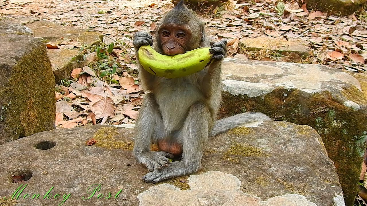 Extra food for orphan girl Jessie / Monkey Post