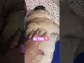 I Guess You Re Really Tired Shorts Trending Funny Memes Pug Pets Dog Youtubeshorts
