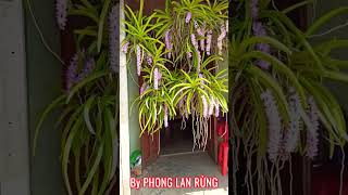 NHỮNG GIÒ HOA LAN RỪNG ĐẸP TRONG LÂM ĐỒNG || PHONG LAN RỪNG