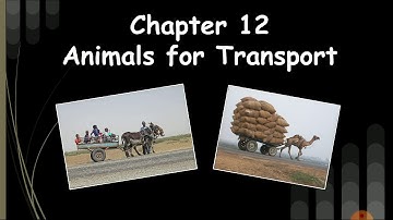 Grade 4 | EVS | Chapter 12 | Animals for Transport | Explanation