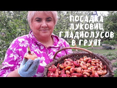 ВЕСЬ ПРОЦЕСС ПОСАДКИ ГЛАДИОЛУСОВ. Мои цветы. Мой опыт.