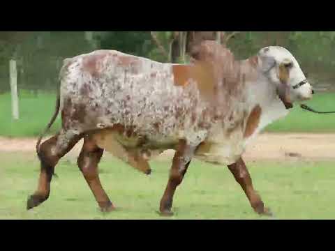 LOTE 34 – HAMILTON FIV CABO VERDE JCVL4120