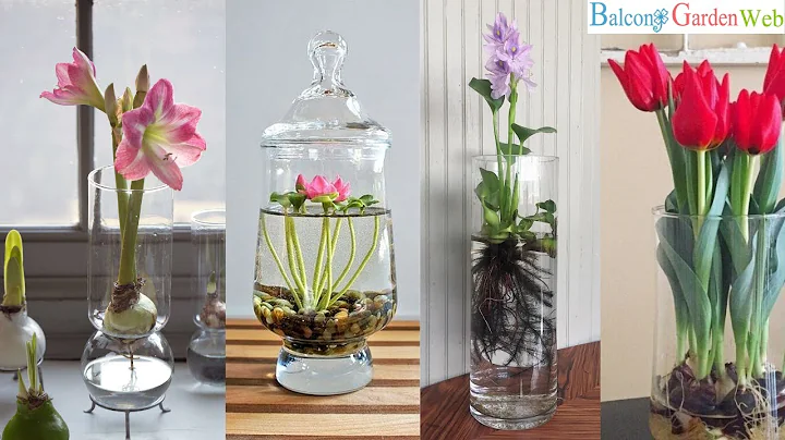 10 Water Flowers that Grow in Containers and Vases - DayDayNews