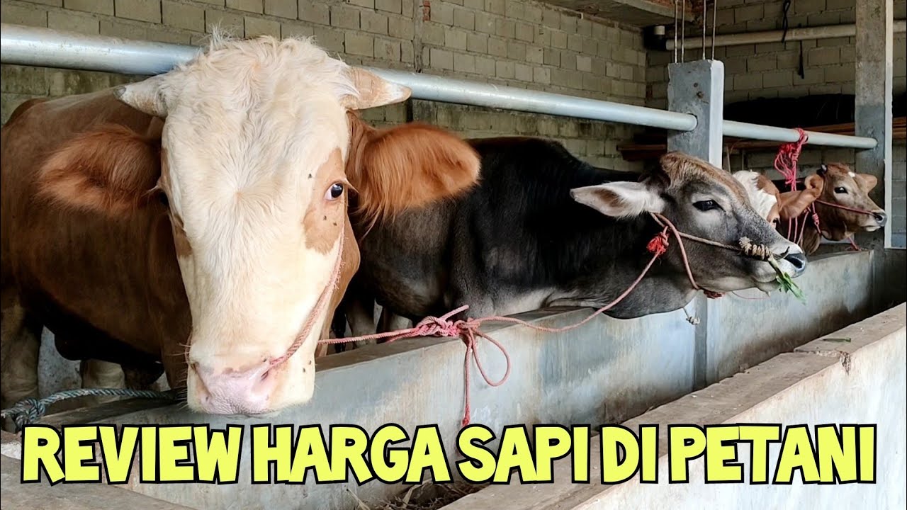 Sapi Price Review harga sapi di kandang petani - YouTube