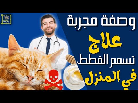 فيديو: الأطعمة التي تسمم الفئران