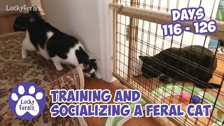 Training And Socializing A Feral Cat * Part 14 * Days 116  126 * Cat Video Compilation