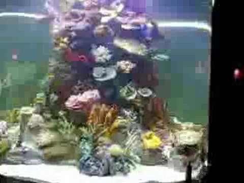 Aquaphoria Aquarium Project: Sharks Cavern Naples,...