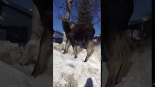 Got Kicked By A Moose Anchorage, Alaska