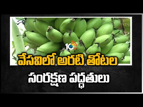 వేస‌విలో అర‌టి తోట‌ల సంర‌క్ష‌ణ‌ పద్ధతులు | Banana Cultivation | Agriculture | Matti Manishi | 10TV - 10TVNEWSTELUGU