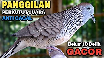 Perkutut Lokal Gacor Suara Besar Pancingan Burung Perkutut Agar Cepat Bunyi.