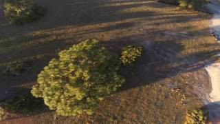 tree dancing fpv freestyle