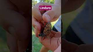 Foto De La Belleza Y A Volar