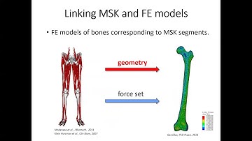 Webinar: Interfacing Musculoskeletal & Finite Element Models to Study Bone Structure & Adaptation