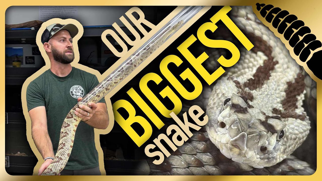 RATTLESNAKE BOX THE MODS Tracks in Anti… Our BIGGEST Rattlesnake on Exhibit (2025) - YouTube