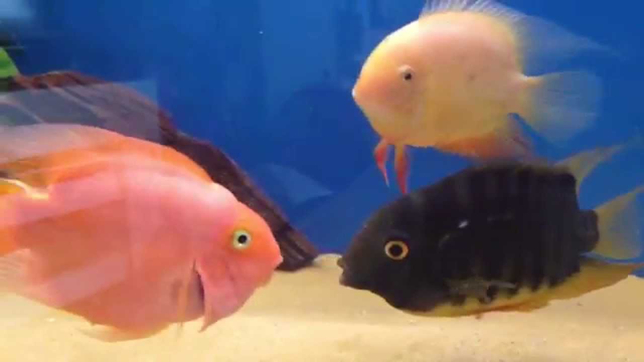 breeding severums / defending their eggs YouTube