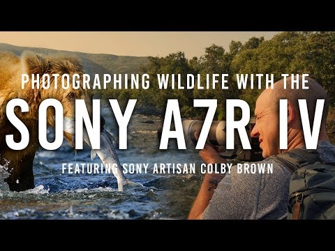 Sony a7RIV - The Best Camera for Wildlife Photography?