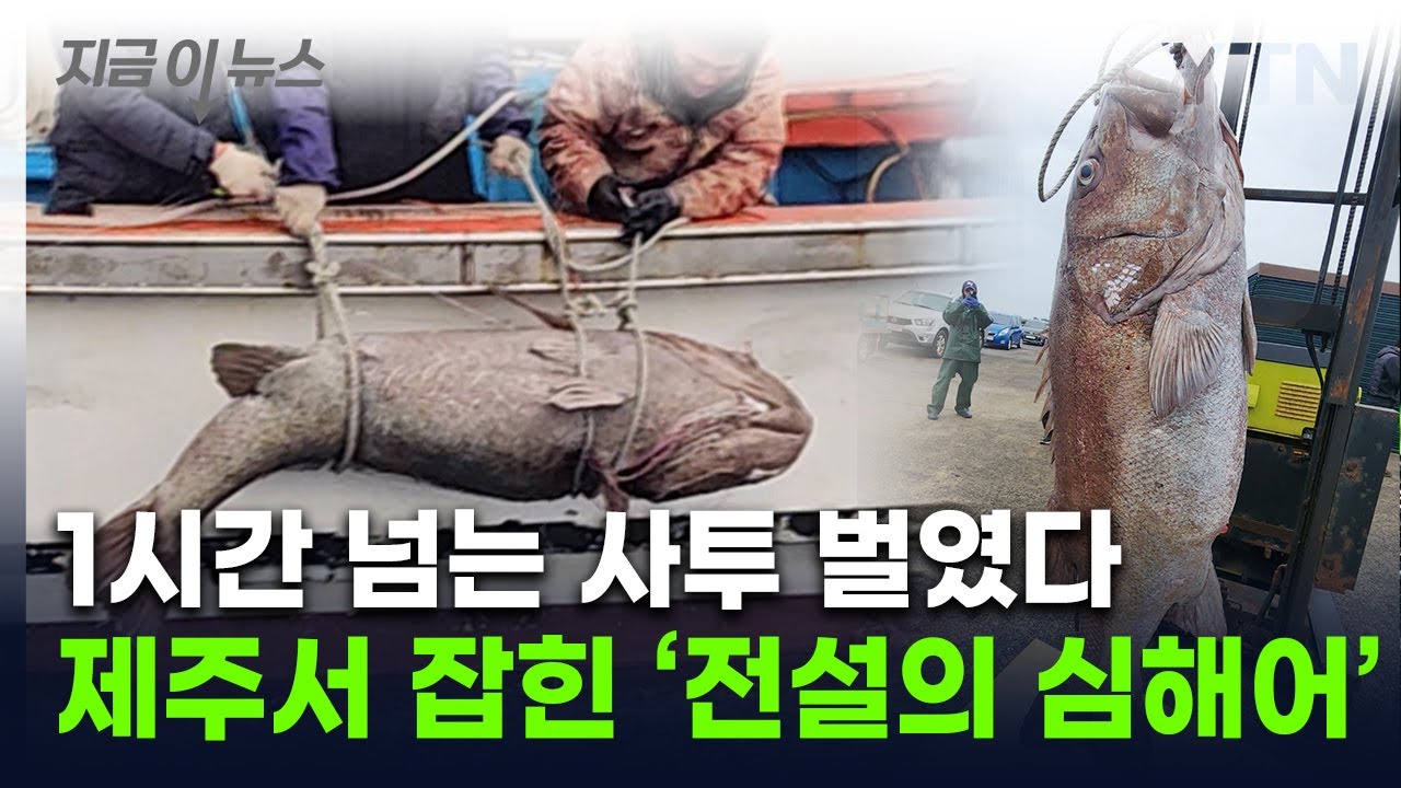 참돔 잡으려다 '전설의 심해어' 낚았다...제주서 잡힌 초대형 돗돔 '깜짝' [지금이뉴스] / YTN - YouTube