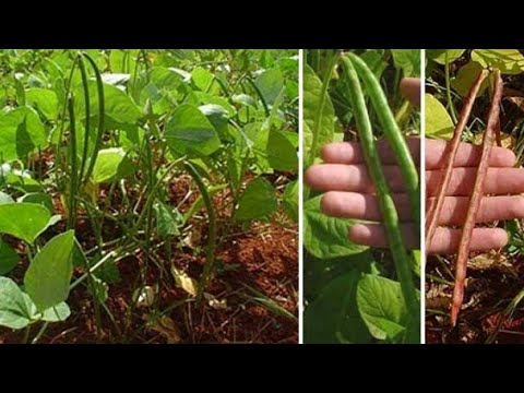 Vídeo: Como descascar um abacaxi: 12 etapas (com fotos)