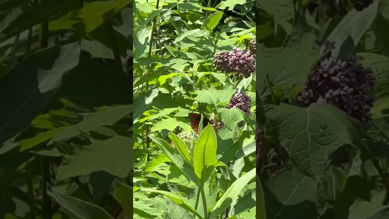 TN Nursery - Butterflies On Milkweed Plants
