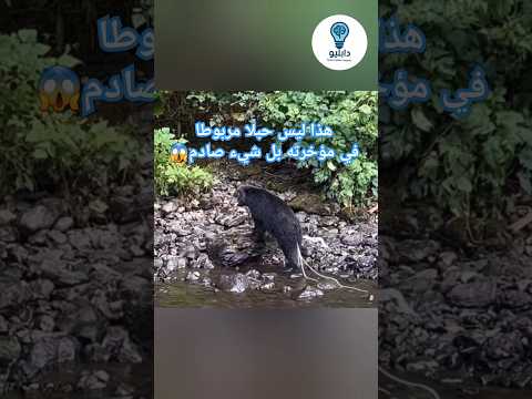 دب تخرج من مؤخرته حبال لكن الحقيقة شيء آخر صادم دب حيوانات معلومات اكسبلور ترند
