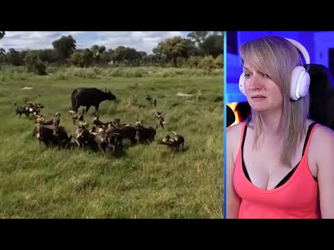 15 Attacks By Impatient And Merciless Wild Dogs Part 2 | Pets House