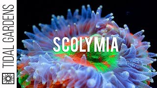 Scolymia Coral Care Tips