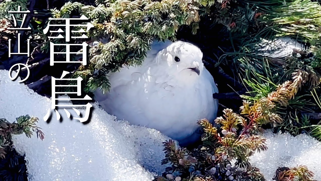 【中古】 雪より白い鳥 貴重映像】【立山 雷鳥】残雪期の白い雷鳥 つがい - YouTube