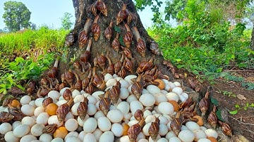 wow wow unique! harvest duck eggs and snails a lot under tree at field by hand a farmer skills