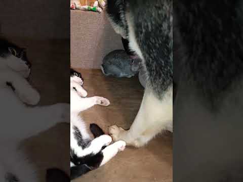Собака обнаружила, что кролик сбежал в гости к коту и накрыла всю шайку #rabbit #bunny