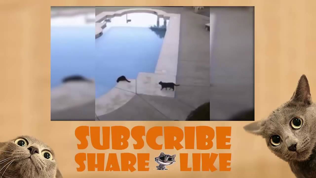 Funny Cat Jump Scare Compilation 2 Mkls YouTube