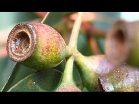 მცენარეული კულტურა-ევკალიპტი~