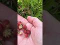 Земляничная полянка в Москве #sorts #землянка #природа #варенье
