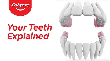 Your Teeth Explained - Colgate®