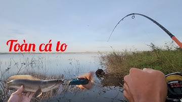 Lure cá lóc vào mùa cực phê✅️đập sông ray#cauca #lurefishing