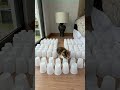 CAT vs CUP OBSTACLE CHALLENGE