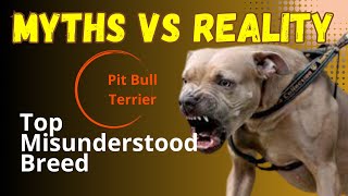 The dog breed that are often misjudged! #debunking #unfair #myths #behavior #underrated #underdogs by BreedSpot - Spotting the best dog breeds 1,616 views 5 months ago 2 minutes, 13 seconds