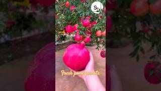 fresh pomegranate pomegranate farming shorts