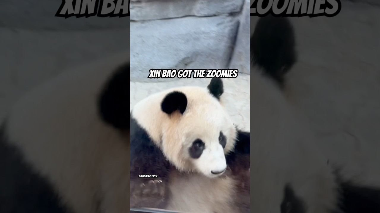 Xin Bao had the zoomies & jumped in front of me lol 🐼 #fyp #viral #xinbaopanda #sandiegozoo