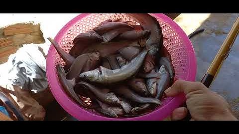 mùa dịch. mà đi câu cá thác lác mà nấu với khổ qua là nhức nách. /_/€ Phương volg (2)