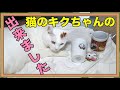猫グッズ】猫のキクちゃんのグッズをSUZURIで自作してみました。☆I made my own cat Kiku-chan's goods.ももはちゃんねる
