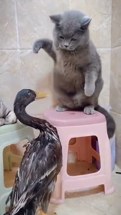 Kucing vs bebek #kucing #bebek #lucu #hewan